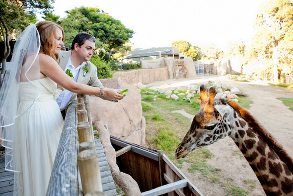 Первая свадьба в зоопарке